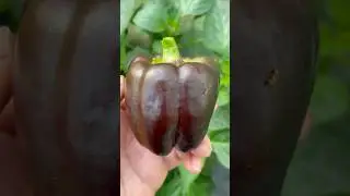 Black Bell Pepper Harvest #farming #garden #pepper