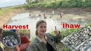 Tilapia Harvest! 🐟