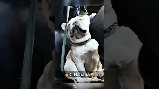 Funny and cute dogs compilation#funnydogs#cute#doglover#doglife#cure#dogshorts#pet#doglife#dogshorts