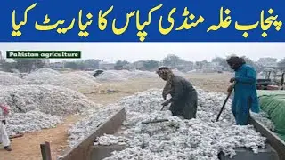 Cotton price today Punjab|Kapas ka rate AaJ ka|Cotton price in Pakistan|Galla Mandi ke rates