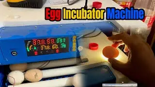 Best Incubator for Chicken Eggs || Multan Pet Market || Aseel Lovers