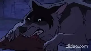 Eurasian Wolf eating Meat