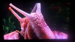 | AMAZING | SNAILS MATING |