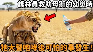 乾旱的非洲荒原上，護林員救助了兩隻奄奄一息的獅子幼崽，當他不顧危險上前給幼崽補充水分時，母獅竟對他大聲咆哮做出了一個可怕的舉動！#獅子 #救助 #獅子幼崽 #心靈暖流 #動物故事 #心靈飼養員