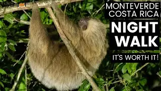 MONTEVERDE NIGHT WALK: Is it worth it? What animals do you see?