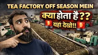 Reality OF Tea Factory Off Season!