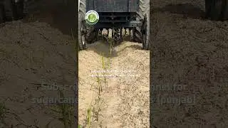 Wheat sowing in sugarcane #riar_sugarcane_farm #intercropping #farming #sugarcane