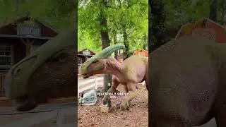 Cowboys & Dinosaurs Near Houston! 🦖🤠 @onceuponacowboyusa in @tomballistexanforfun is a true Texas