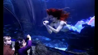 Professional mermaids with  Performance Mermaids @ Sealife Center - Manchester in the aquarium