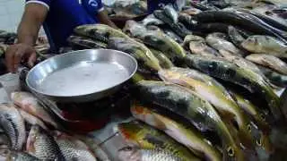 MERCADO DE PEIXE,EM TEF&Eacute; - AMAZ&Ocirc;NIA
