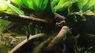 Polypterus Delhezi/Zaire Fl&ouml;sselhecht