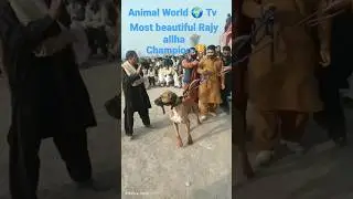 champion 🏆 Pakistani Bully Kutta rajay Wala #shortvideo #shortviral video #shorts
