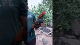 Top quality amroha breed|Royal Aseel Mumbai