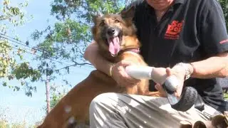 Pr&oacute;teses 'Blade runner' transformam c&atilde;o mutilado