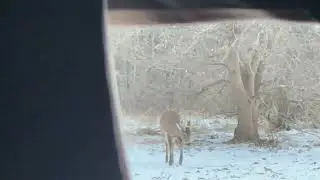 Big buck for kids first Illinois deer