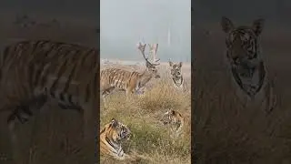 #tiger #t67 #wildlife #t17 female tiger