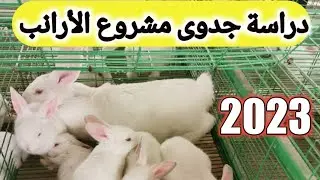 دراسة جدوى مشروع الأرانب مشروع منزلى بقوة 10أمهات 2023