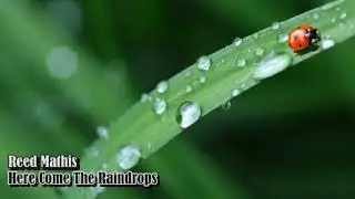 Reed Mathis - Here Come The Raindrops