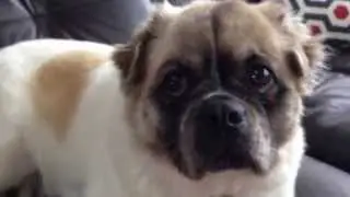 Adele's - Someone Like You (sad dog version)