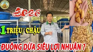 2026-NUÔI ĐUÔNG DỪA SIÊU LỢI NHUẬN? 1 TRIỆU/CHẬU |10 PHÚT LÀM GIÀU