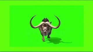 Running Wild Buffalo Effect - Green Screen ||  By Green Screen Tutorial