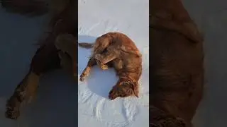 #Софи #катается по #снегу и #льду