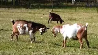 Bluff Fight Behavior