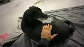 Ночной вид из нового дома: беседа с Зои и всеми остальными - приют Такиса