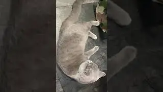 Bkh Katze Dzennetbaby123