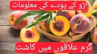 آڑو کی گرم علاقوں میں کاشت | Peach can be in heat area | Garden | Gardening  #mraagritec