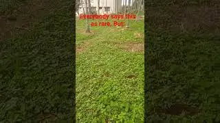 A rare plant. But not rare.