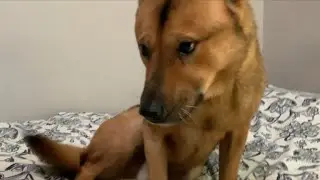 Cute dog home alone
