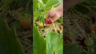 Strawberry farm #canada #canadadiaries #strawberryfarm