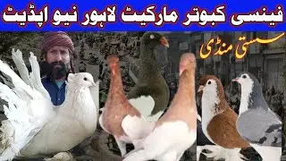 Fancy Piegons Market l Fancy Kabutar سستے داموں l#haiderbirdzone