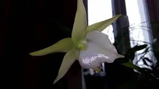 Angraecum veitchii. Уход. Цветение.