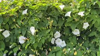 Field bindweed (Convolvulus arvensis) - leaves & flowers - June 2025