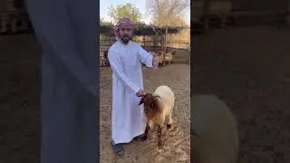 طريقة اختيار الاضحيه وكيف تتجنب الغش شرح بسيط وسهل
