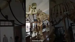elephant skeleton thrissur museum #elephant #thrissur