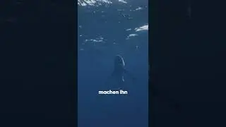 BLAUHAI 🦈 &ndash; J&Auml;GER DER BLAUEN W&Uuml;STE 🌊🔵 #ozean #hai #sharks #blueshark #greatwhite #natur #tauchen