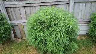 2 week look at the outdoor grow Snub Noze Sluricane Star Song Serenity Now Devil's Dozen