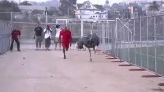 Epic Ostrich Running