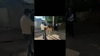 Animal rescue by animal ngo team - 880 | Animal ngo | cow