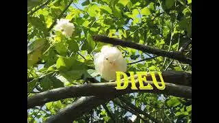 on ti music adoracion. mwen swete enjoy music lan