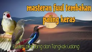 Masteran burung fuul tembakan keras kastem pijantung dan Tengkek udang 🔥🔥