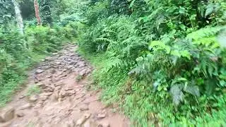 Coorg Forest Wild Flowers