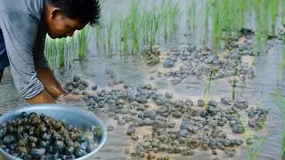 Catching snail in the rice field to cook and eat, The snails were destroying our rice crop.
