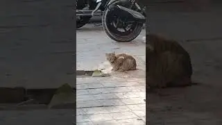 cat catching mouse#cat#catching#mouse#looking#live#livestream#youtubelive#@S.Y.CHANNEL#newvedio