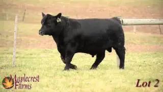 Lot 2, Maplecrest Confidence J3157