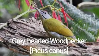 Grey-headed Woodpecker[Picus canus]
