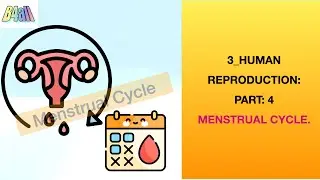 Ch 3.4: HUMAN REPRODUCTION: MENSTRUAL CYCLE_NCERT BASED ASSESSMENT:CBSE_ISC 12